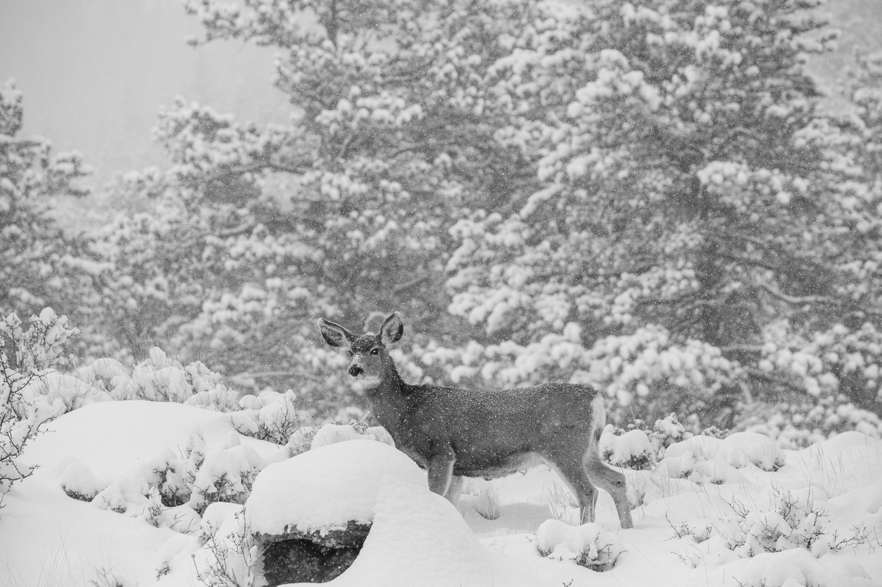  Mule Deer listening intently for predators. 