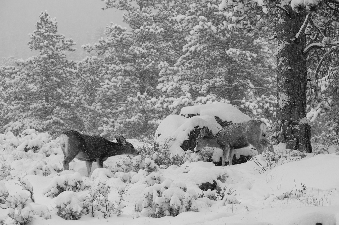 Mule Deer grazing in the Snow