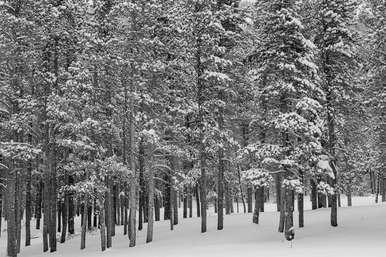  Snow covered trees in Rocky Mountain National Park 