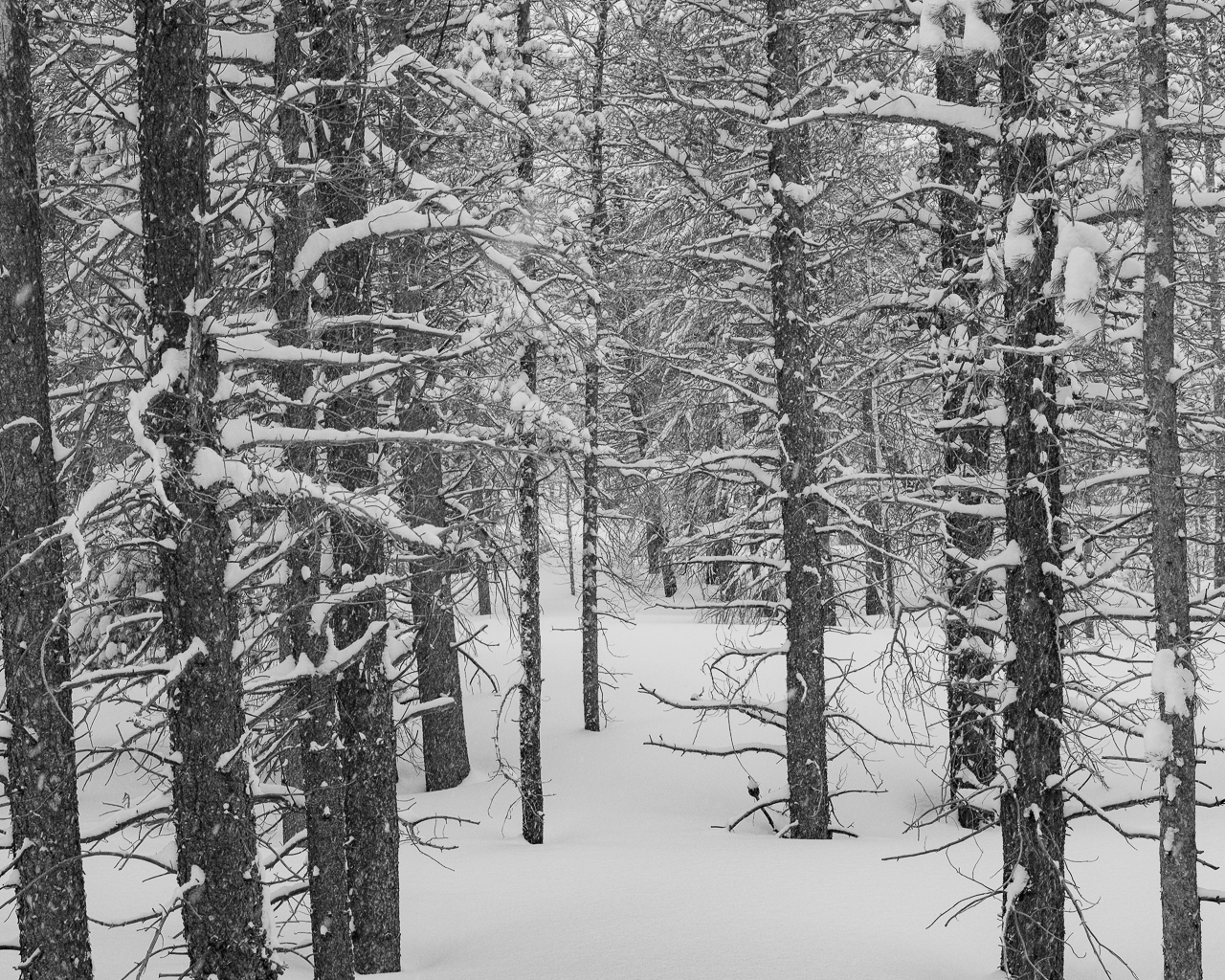  Snow accumulates on the dead tree branches 