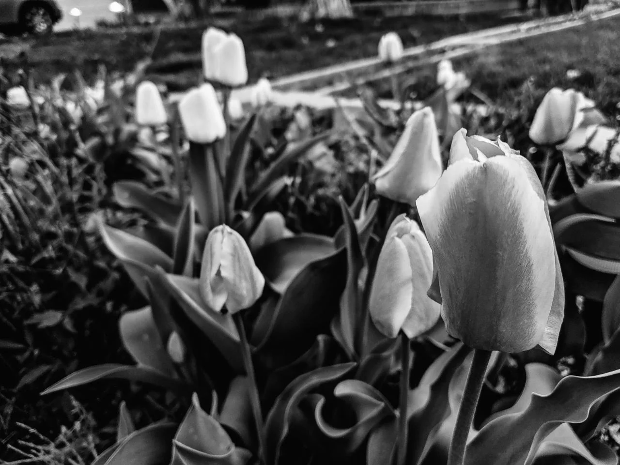 Day 117- 365 Day B&W Photo Challenge - Tulips are starting to bloom - Google Pixel 3, VSCO Fuji Neopan 400 Film Simulation