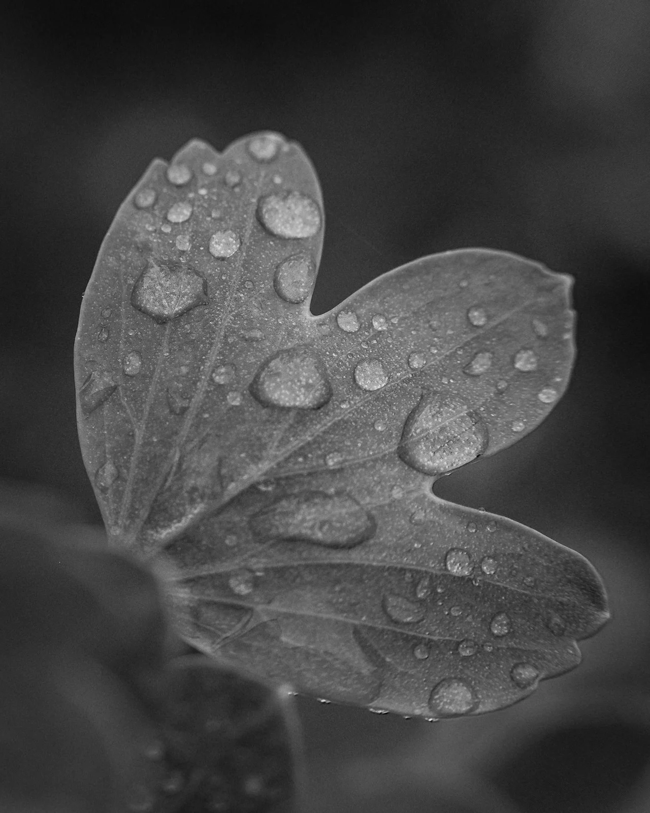 Fuji X-T3, MCEX-11 Extension Tube, XF 35mm f/2, Acros R Film Simulation
