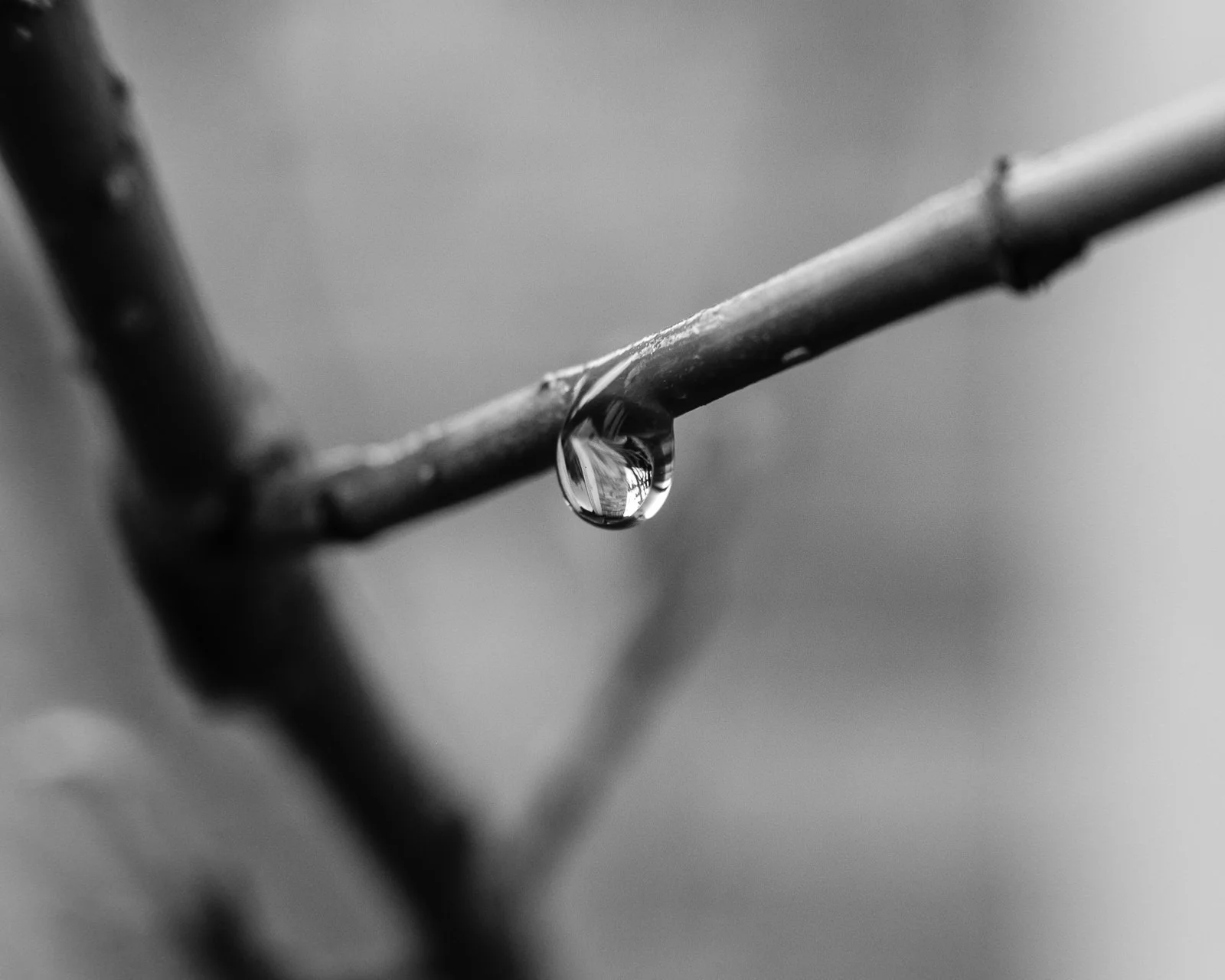 Day 130- 365 Day B&W Photo Challenge - Rain continues to fall here in the Denver area. - Fuji X-T3, MCEX-11 Extension Tube, XF 35mm f/2, Acros R Film Simulation