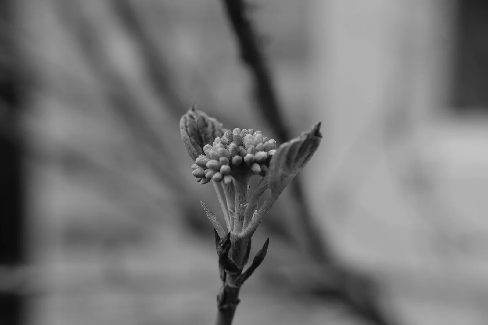 Fuji X-T3, MCEX-11 Extension Tube, XF 35mm f/2, Acros R Film Simulation