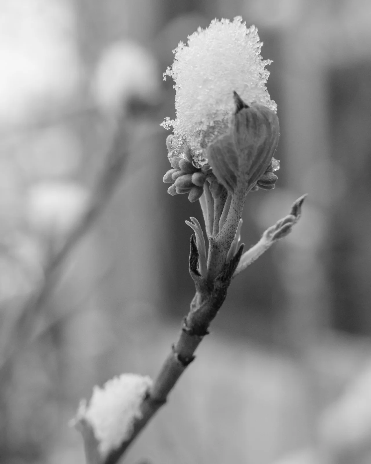 Fuji X-T3, MCEX-11 Extension Tube, XF 35mm f/2, Acros R Film Simulation