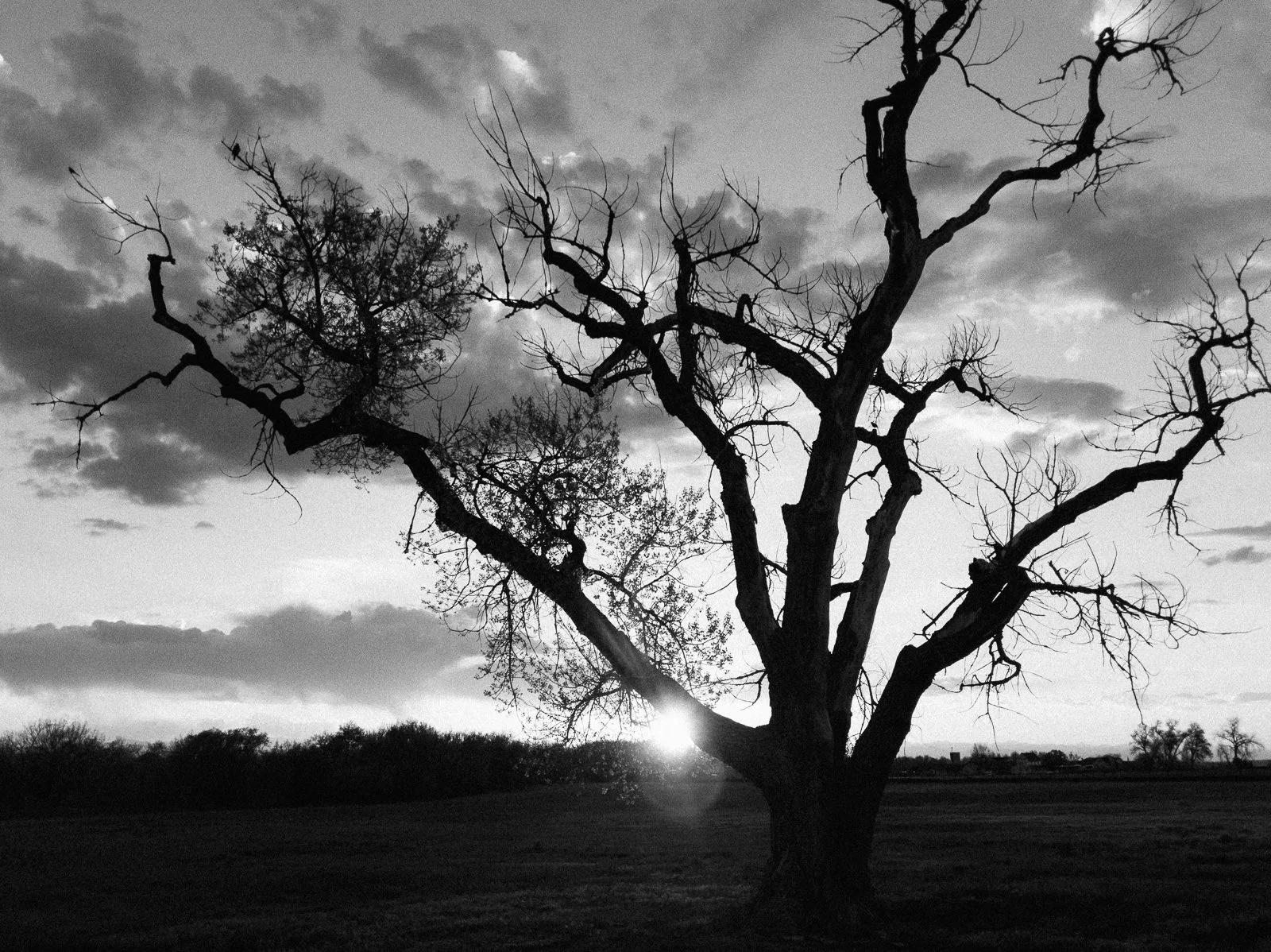 Google Pixel 3, VSCO Neopan 400 Film Simulation