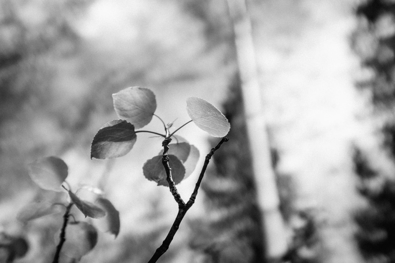 Fuji X100F, Acros R Film Simulation