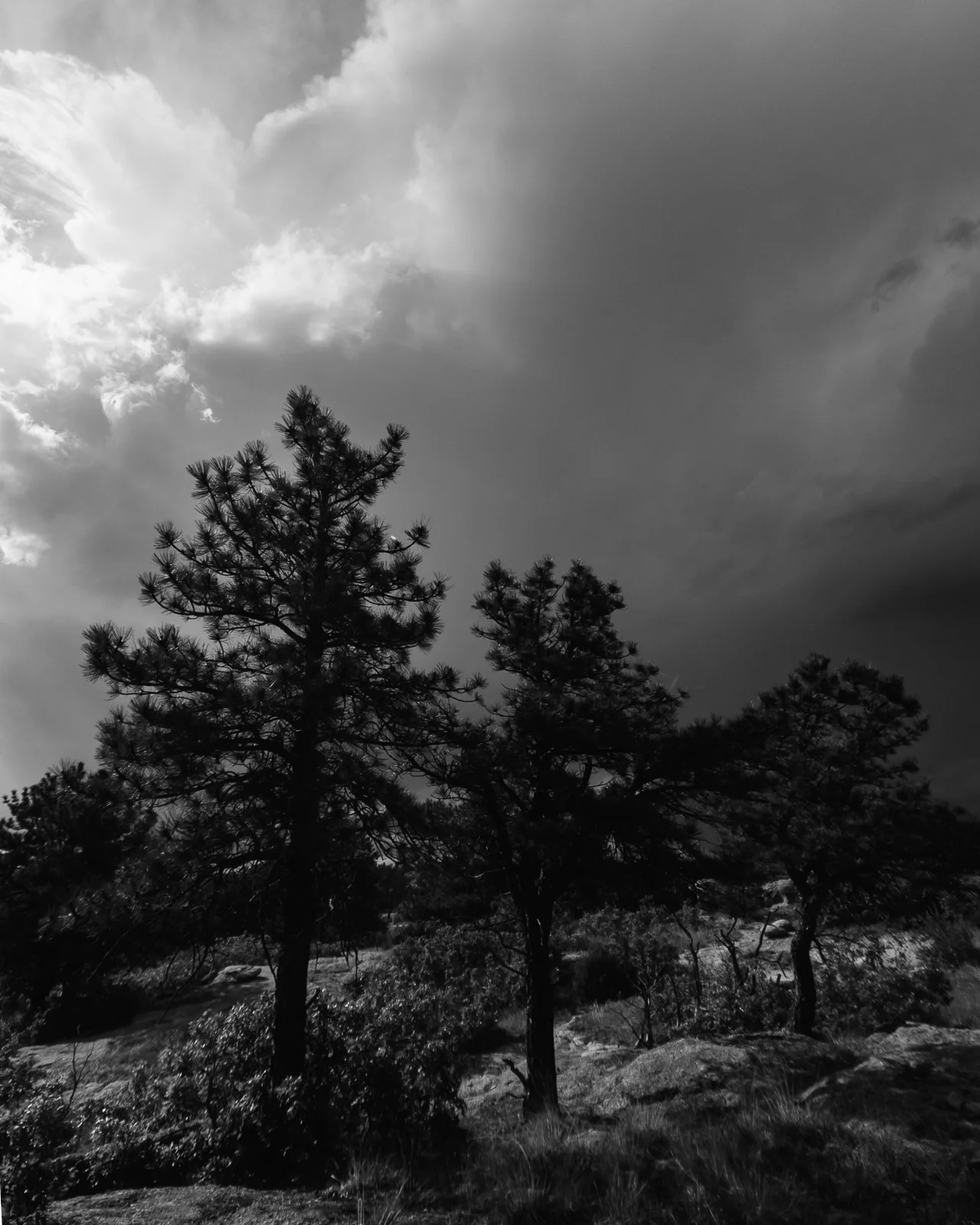 Day 164- 365 Day B&W Photo Challenge - Three Pine trees are silhouetted by the sun peaking through the storm clouds. - Google Pixel 3, Moment Wide Lens, VSCO Fujifilm Neopan 400 Film Simulation