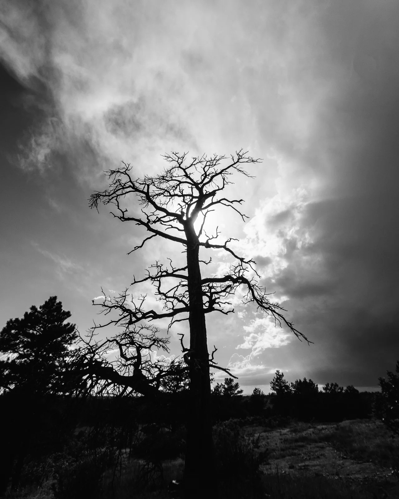 Day 166- 365 Day B&W Photo Challenge - A leafless tree reaches out to the sky, backlit by the afternoon storm clouds.. - Google Pixel 3, Moment Wide Lens, VSCO Fujifilm Neopan 400 Film Simulation