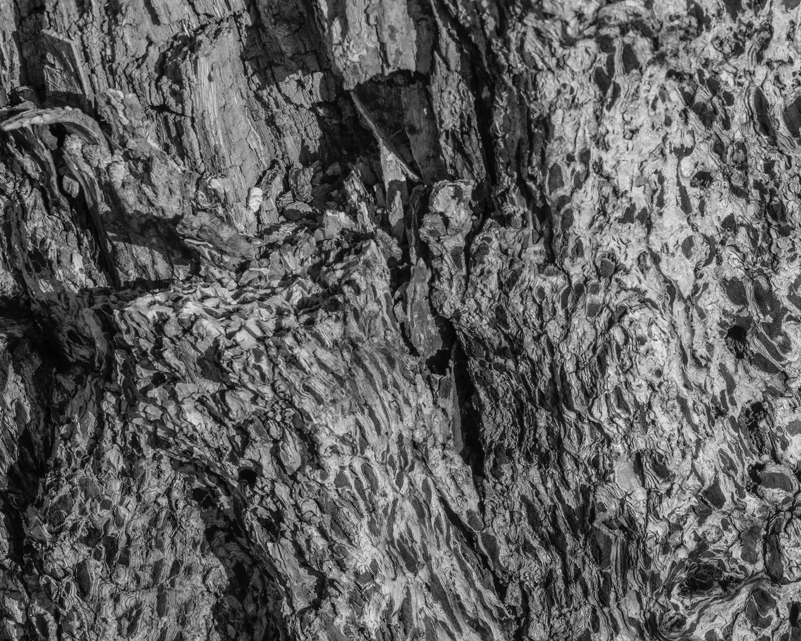 Day 170 365 Day B&W Photo Challenge - Pine Tree Bark charred by forest fire- Fujifilm X-T3, Acros R Film Simulation