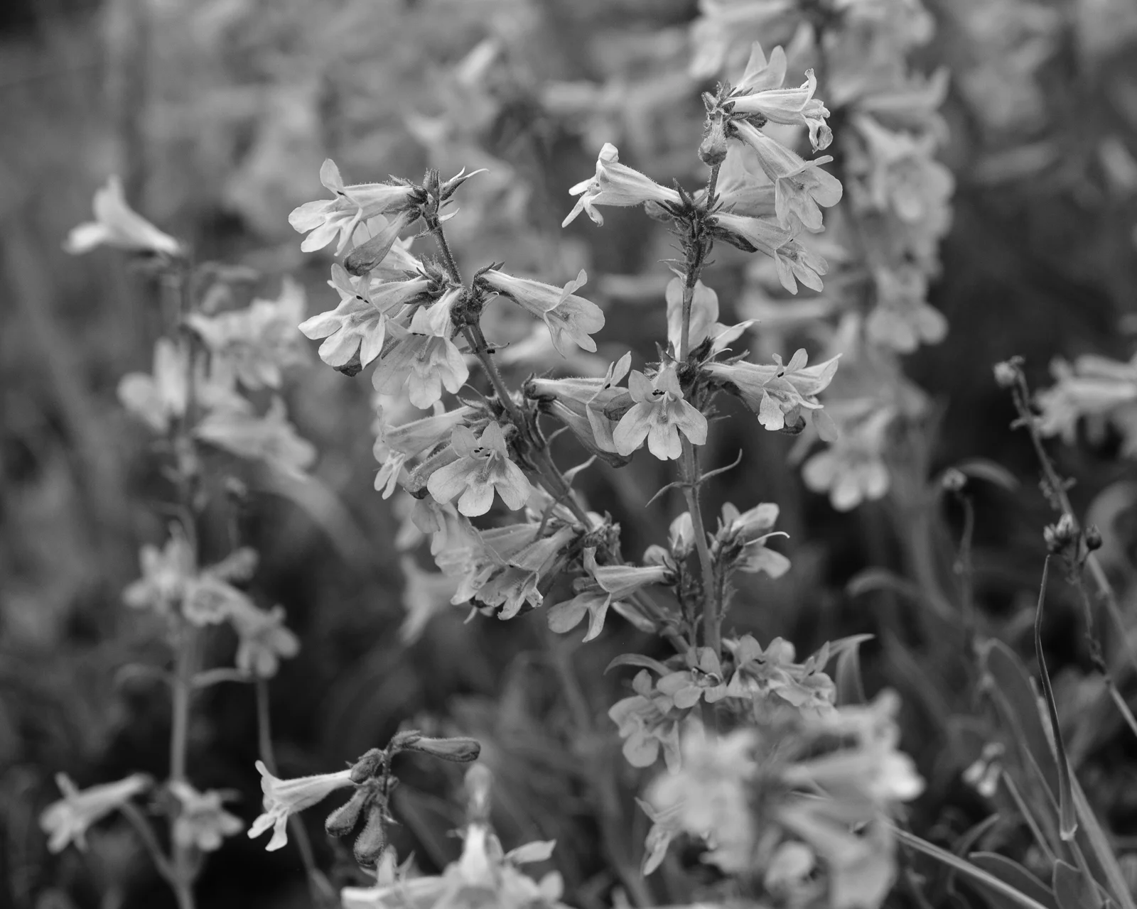 Fujifilm X-T3, XF 50-140mm f/2.8, Acros R Film Simulation