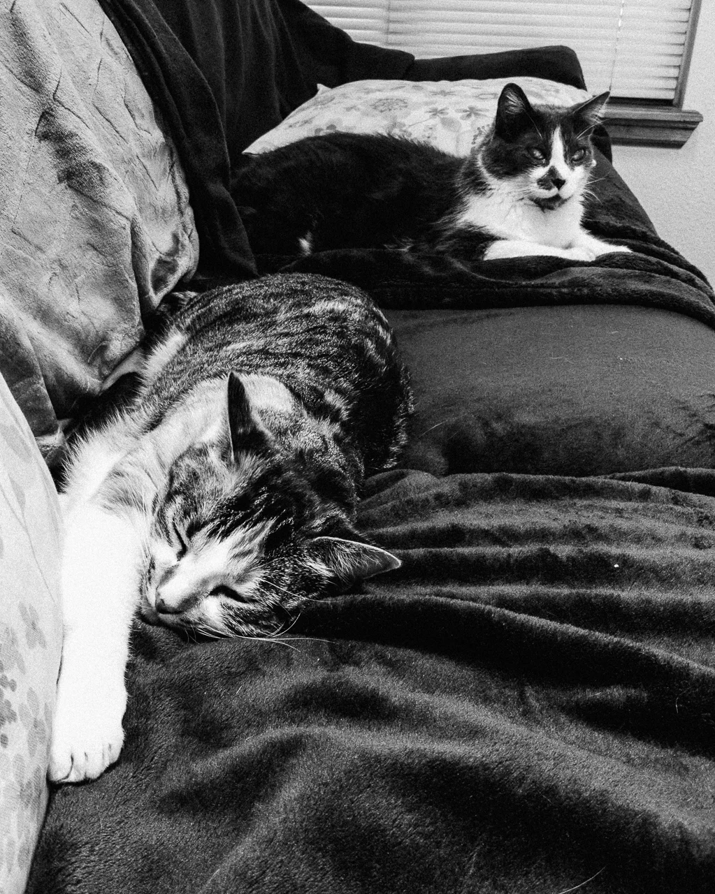 Google Pixel 3, Snapseed, VSCO Fujifilm Neopan 400 Film Simulation