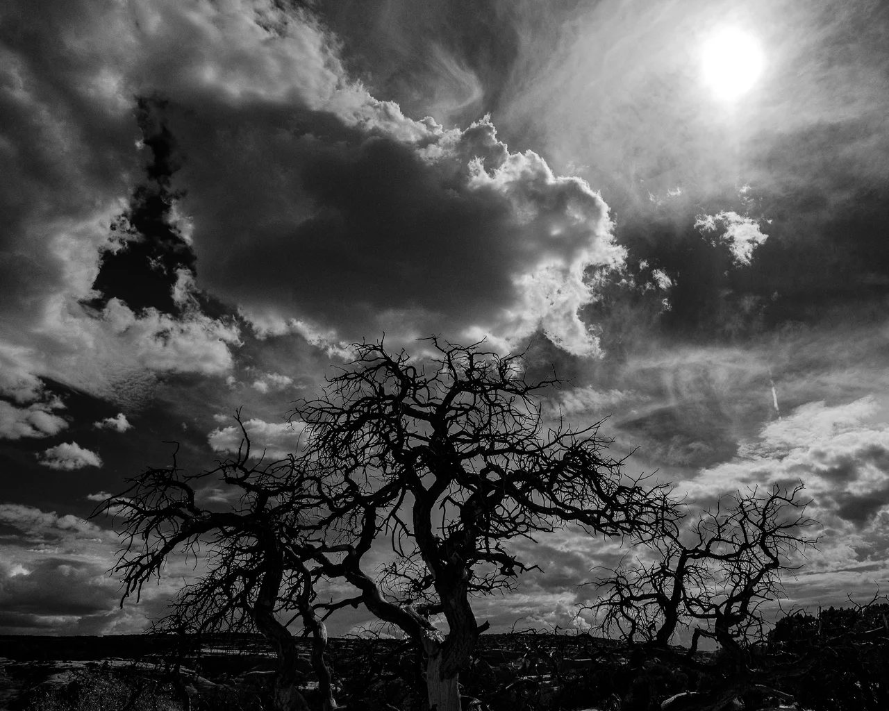 Day 218 - 365 Day B&W Photo Challenge - The mid-day desert sun hovers over the storm clouds and the struggling Pinon trees. - Fuji X-T3, XF 14mm f/2.8, Acros R Film Simulation