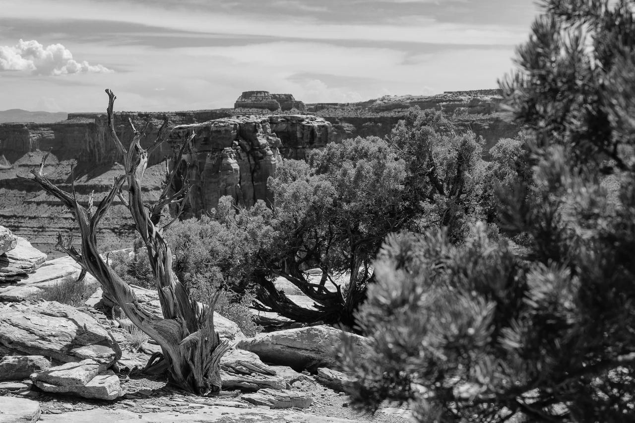 Day 215 - 365 Day B&W Photo Challenge - The pinon and junipers hightlight the rockformations in the desert southwest. - Fuji X-T3, XF 14mm f/2.8, Acros R Film Simulation