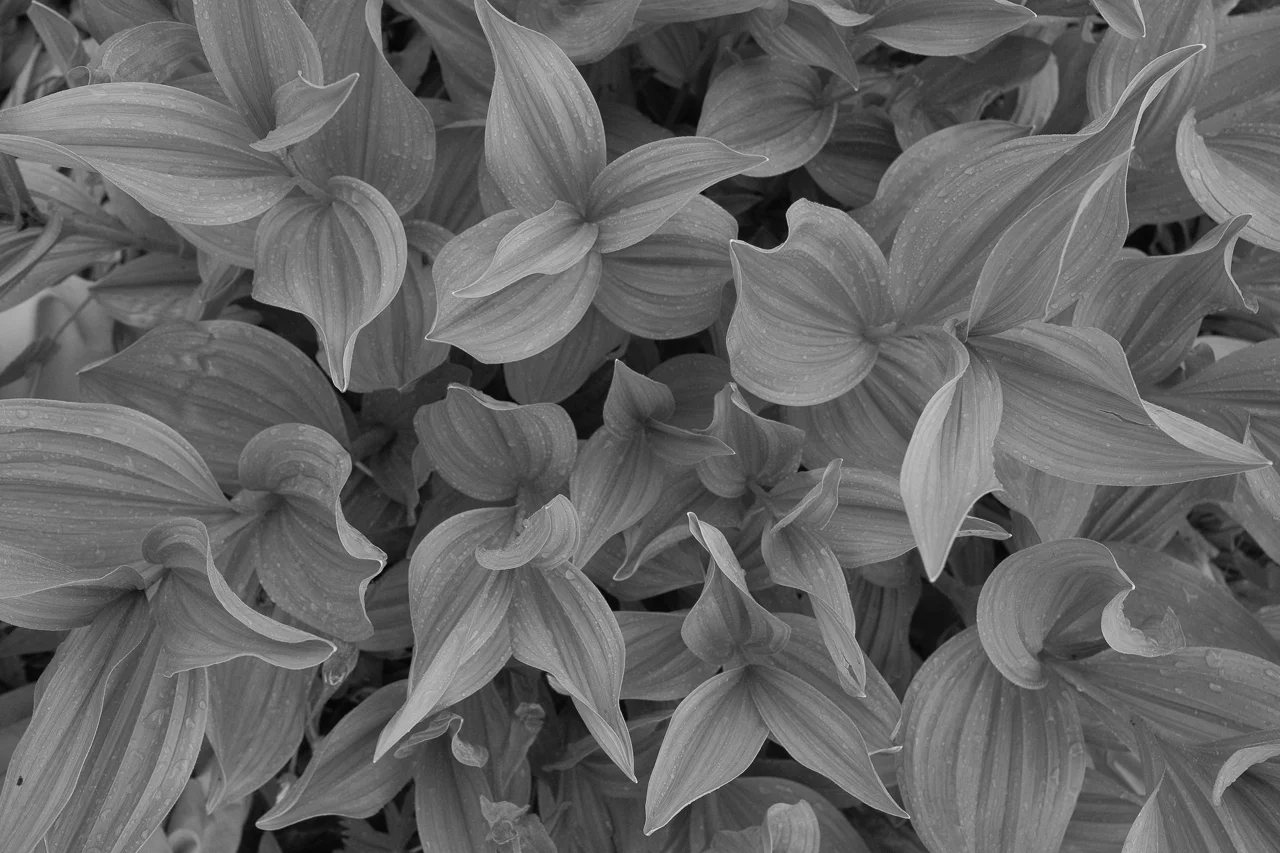 Day 206 - 365 Day B&W Photo Challenge - The Corn Lillies are plentiful and in full bloom this summer. I love the look of the textures in black and white. - Fuji X-T3, XF 23mm f/2, Acros R Film Simulation