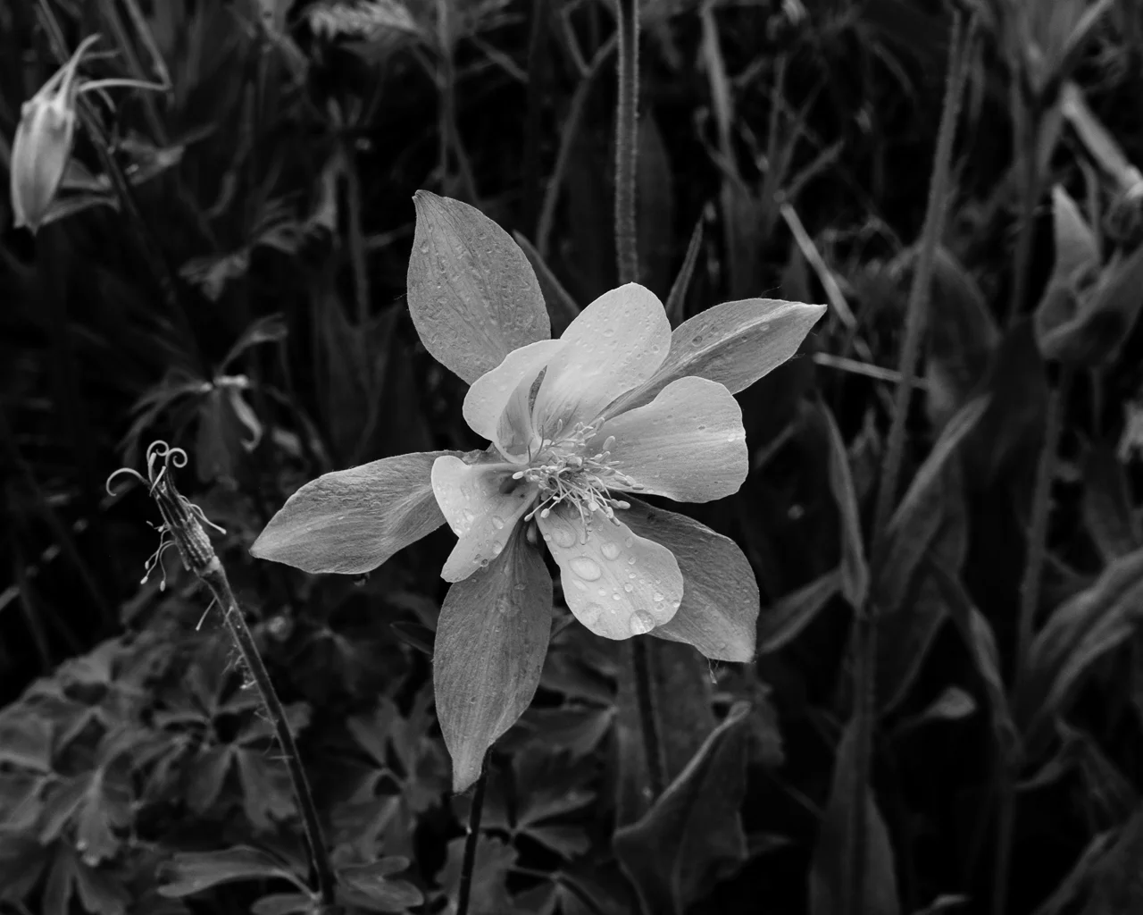 Fuji X-T3, XF 14mm f/2.8, Acros Ye Film Simulation