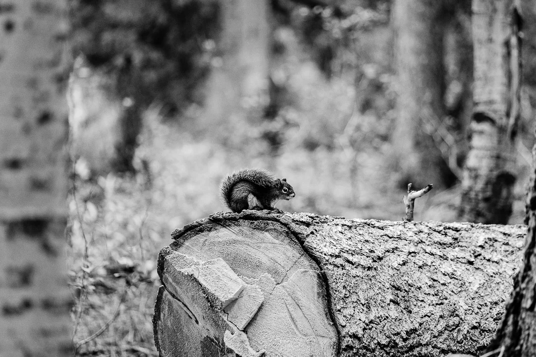 Fuji X-T3, XF 50-140mm f/2.8, Acros R Film Simulation