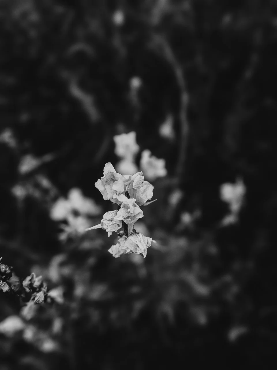 Day 239 - 365 Day B&W Photo Challenge - Summer flowers in bloom - Google Pixel 3 , Prbocessed with VSCO with b6 preset.