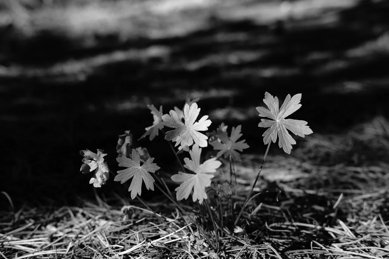 Day 244 - 365 Day B&W Photo Challenge - Plant lift on the forest floor showing it's last bit of life as fall starts settling into Colorado. - Fuji X-T3, XF 35mm f/2, Acros R Film Simulation