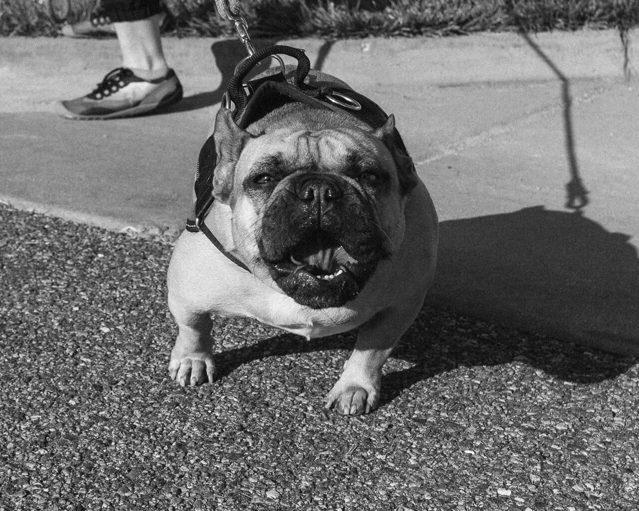 Day 249- 365 Day B&W Photo Challenge - Bull Dog coming to say hi. - Fuji X-T3, XF 23mm f/2, Acros R Film Simulation