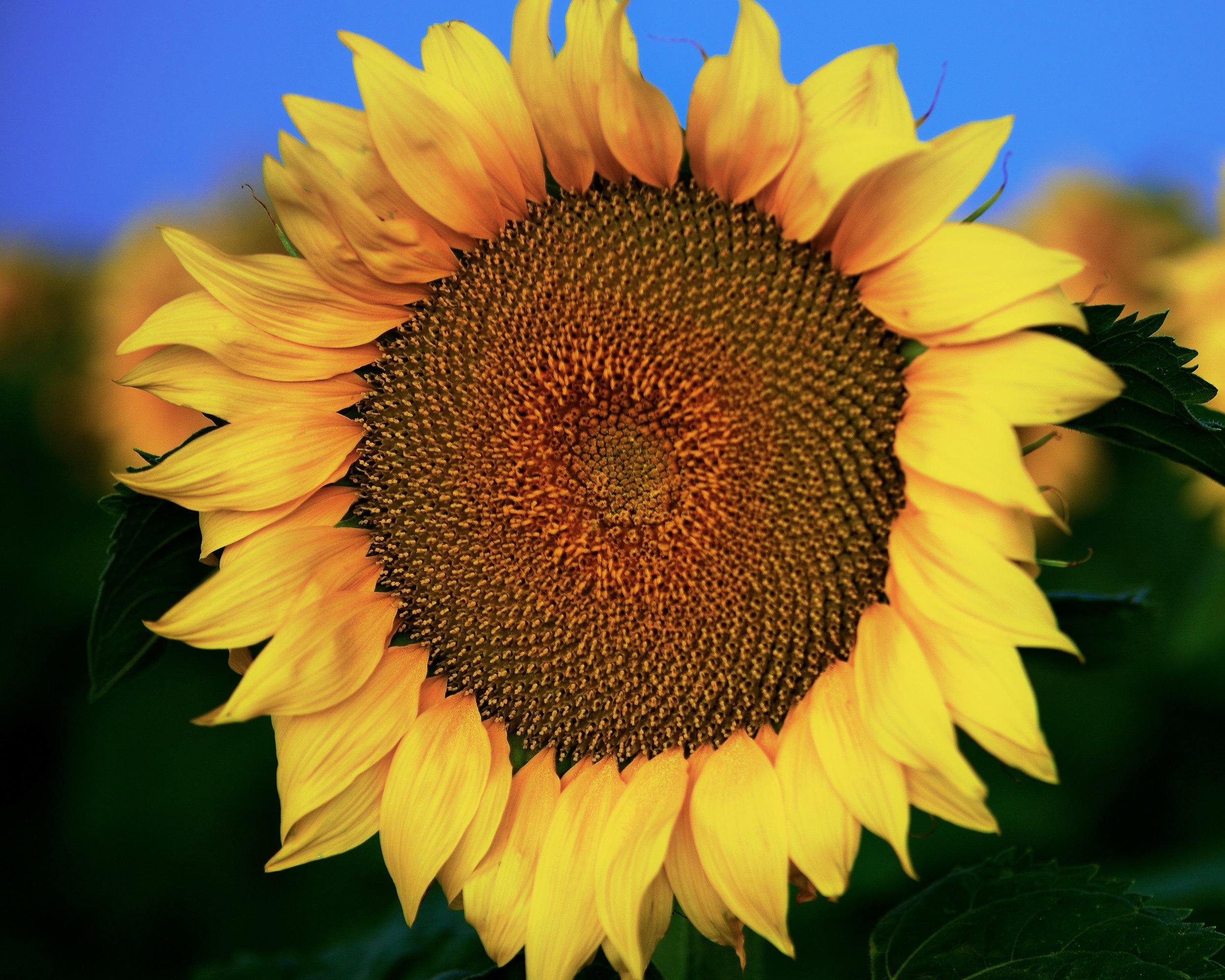 Petals of Fire.jpg
