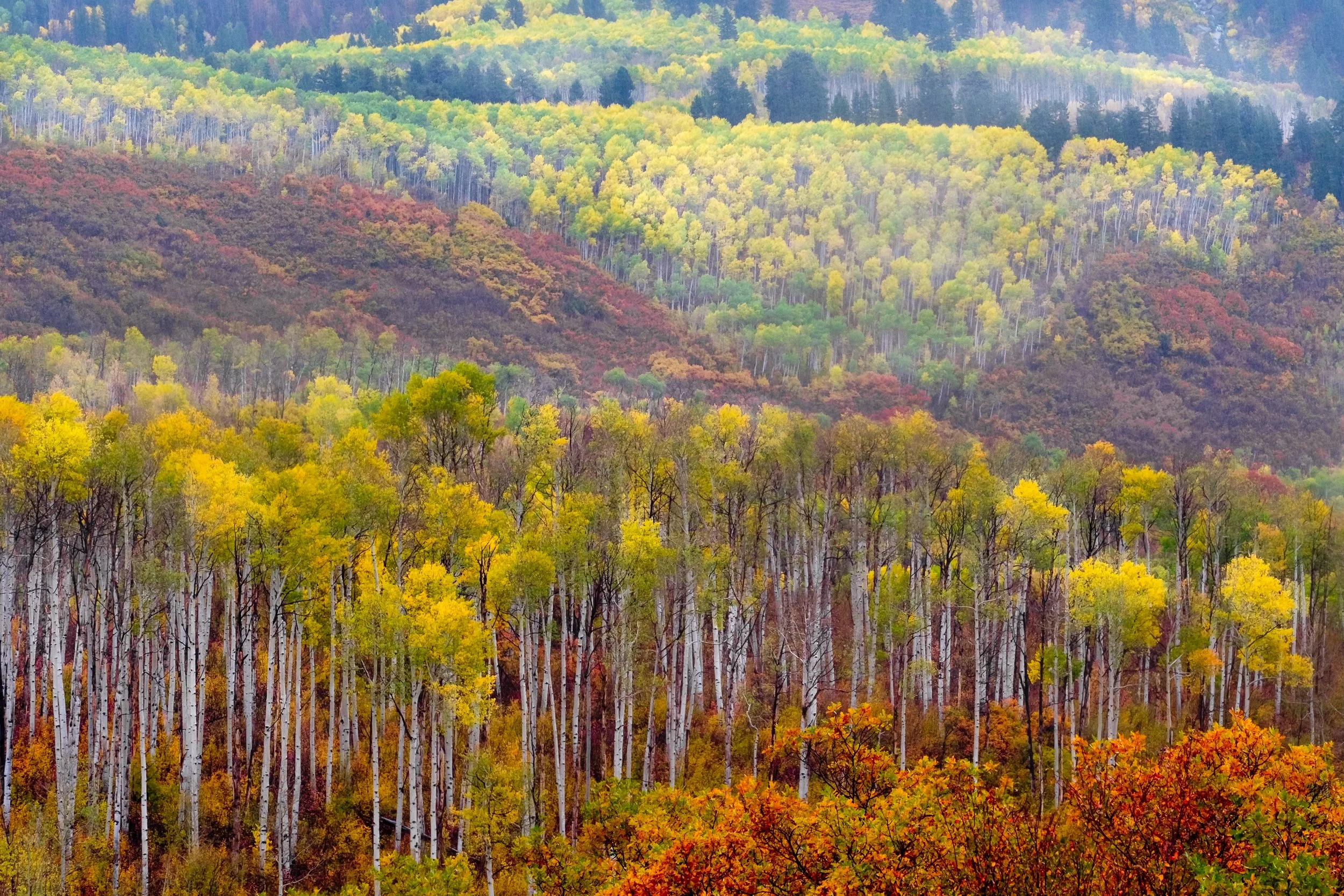 Burst of the West Elks Color.jpg