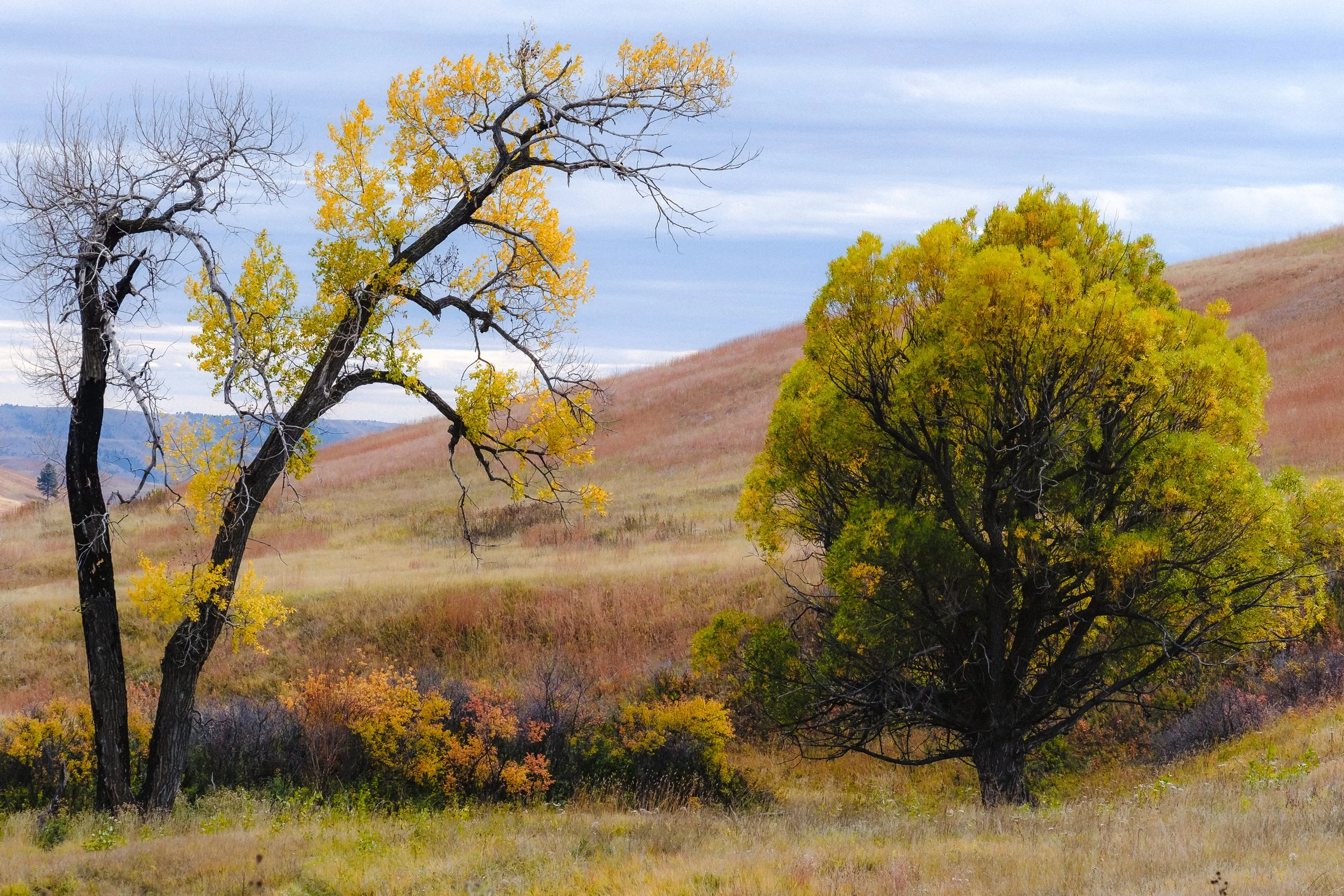 Black Hills Fall Foliage.jpg