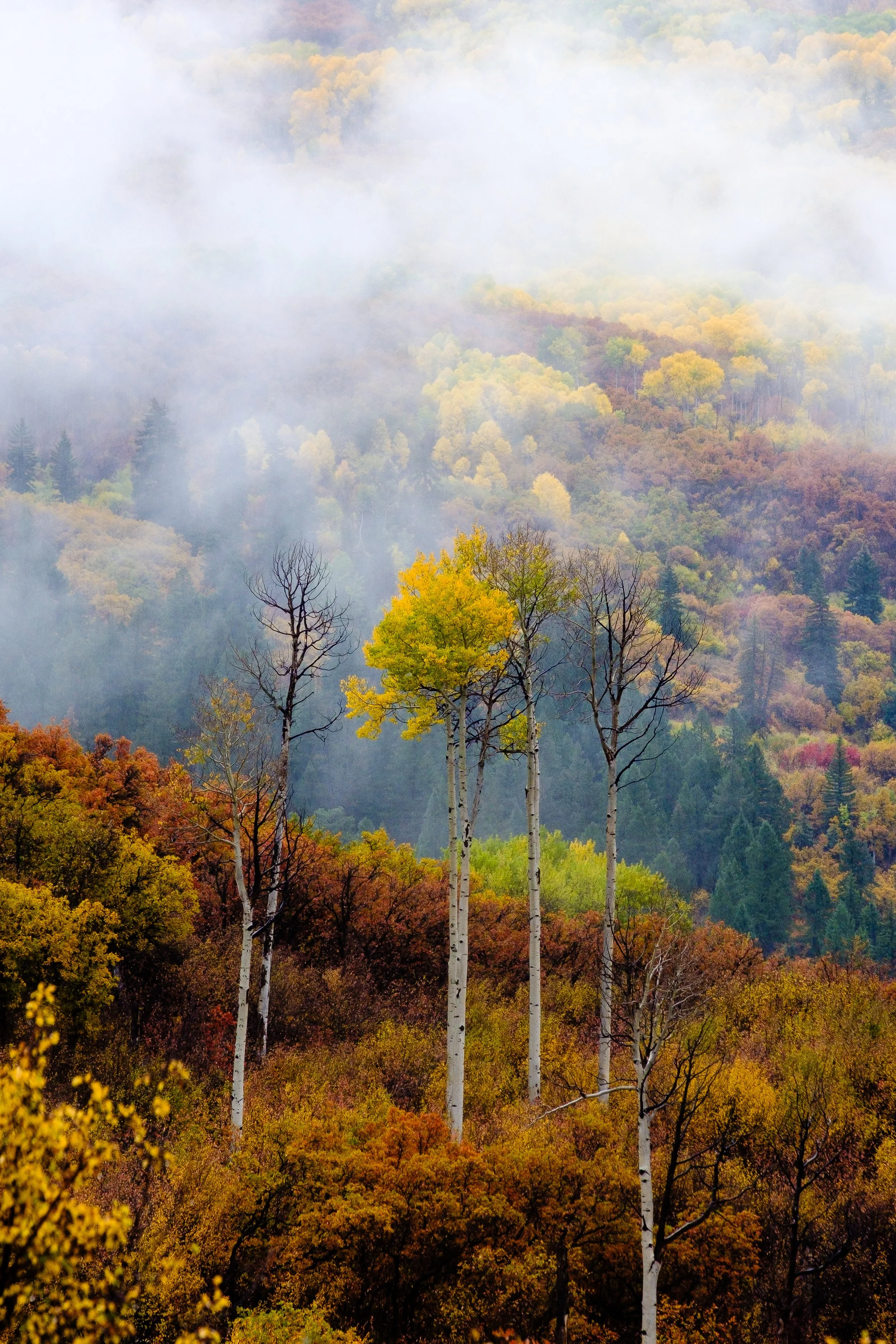 Color within the fog.jpg