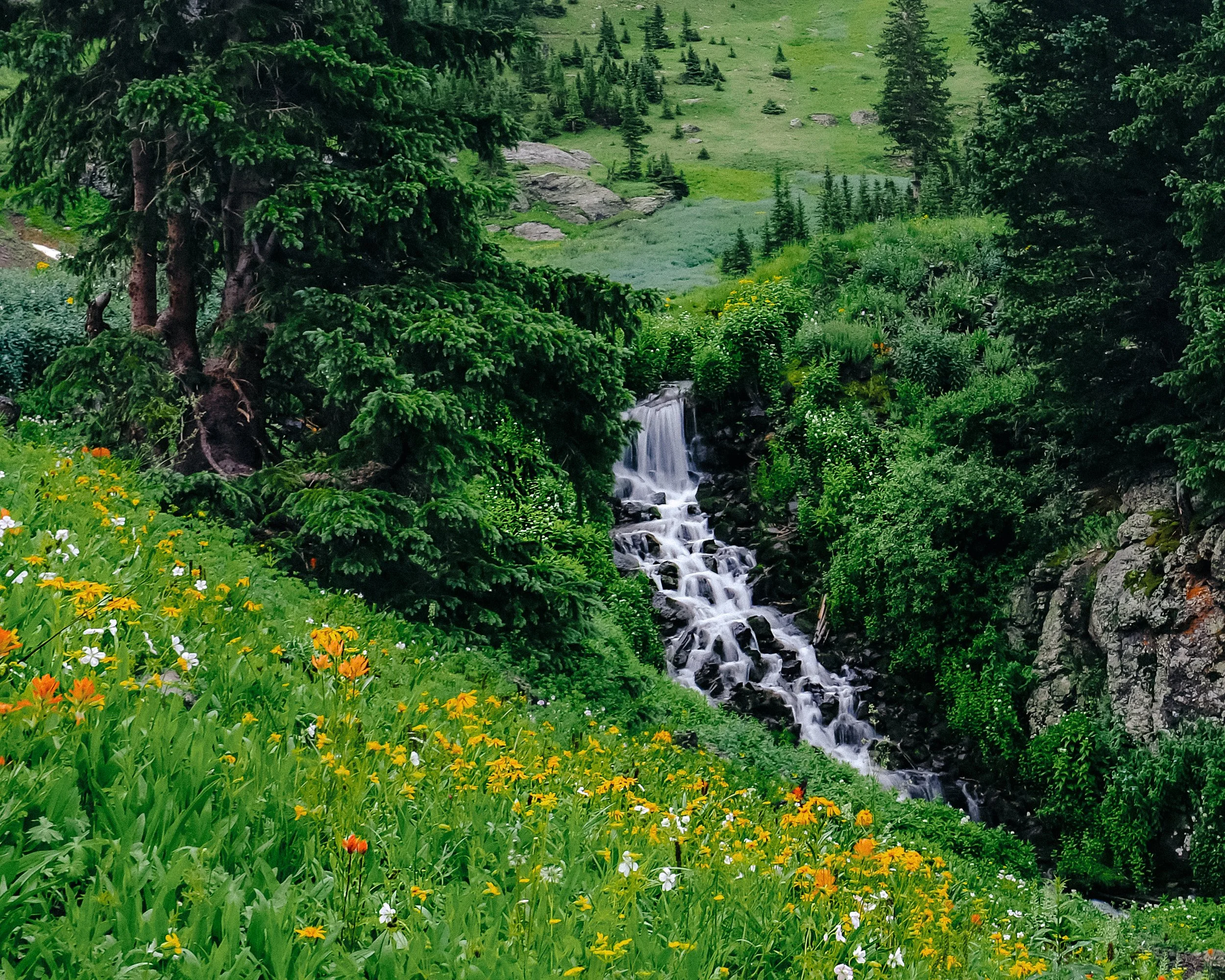 Through a field of flowers.jpg