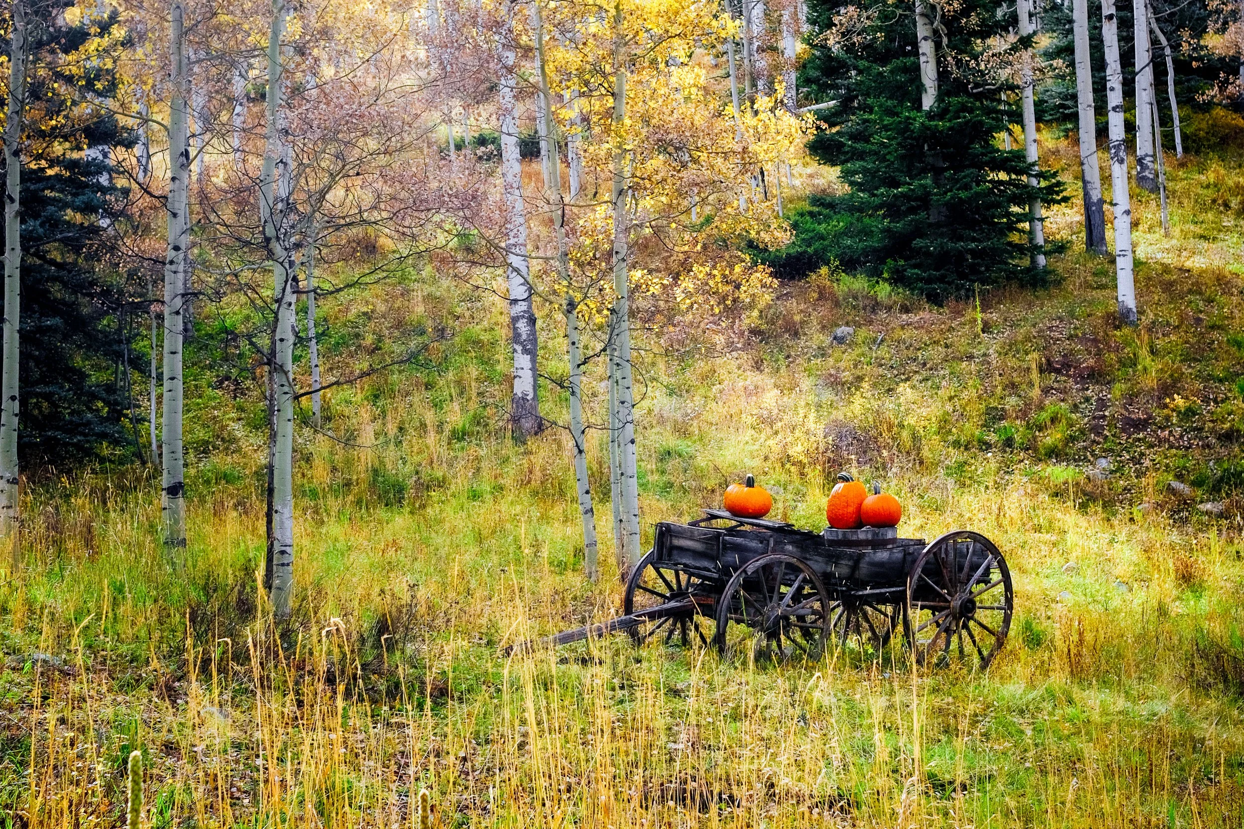Harvest Color.jpg