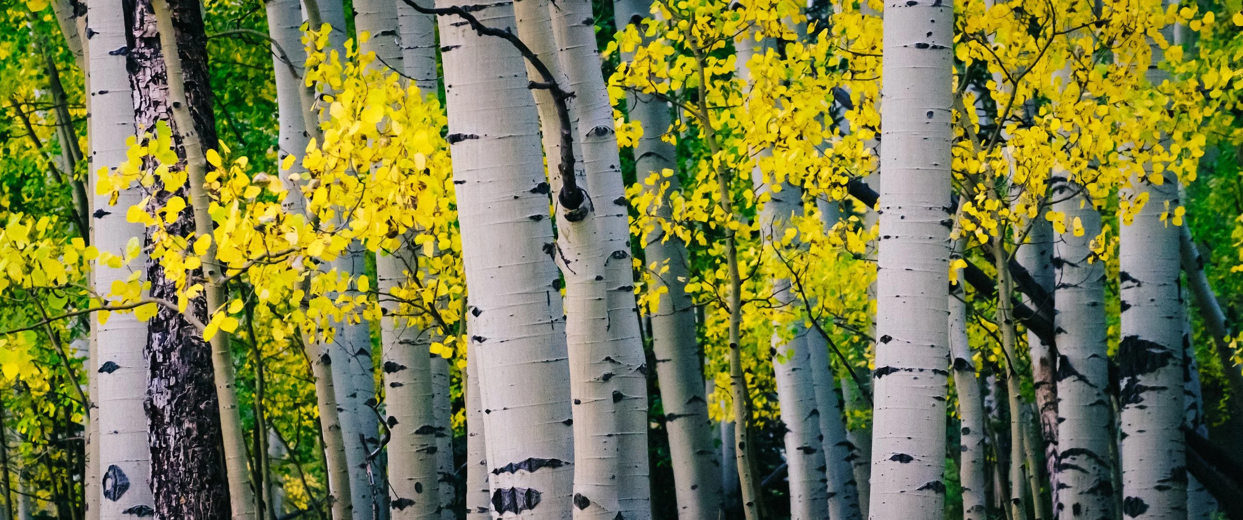Grove of Aspens.jpg