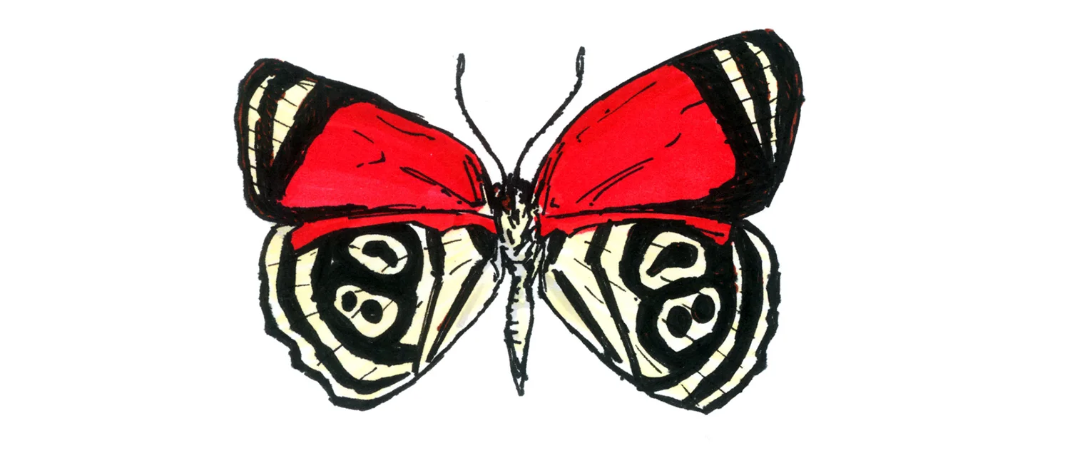Diaethria Clymena.jpg