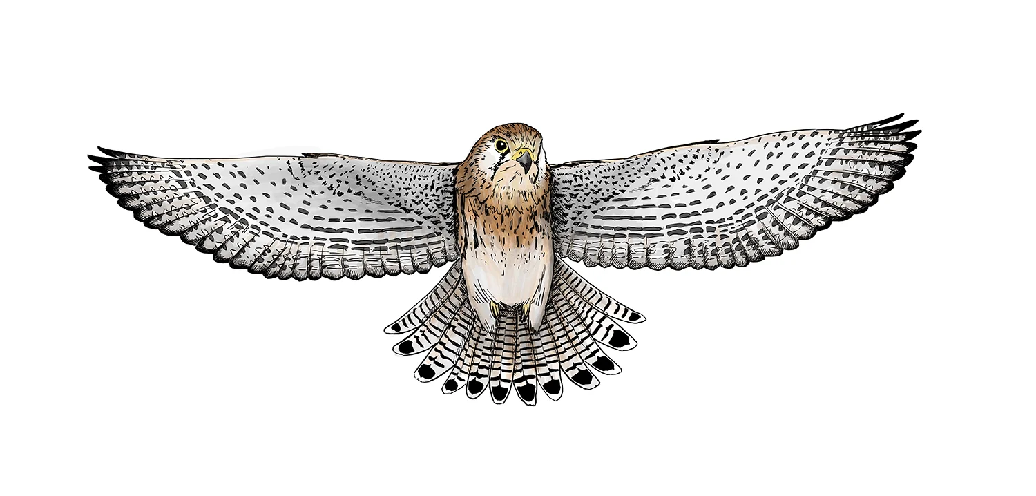 Kestrel Bird.jpg