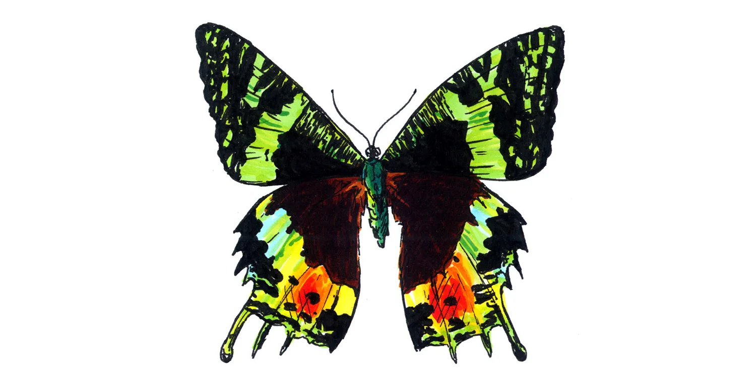 Urania Ripheus.jpg