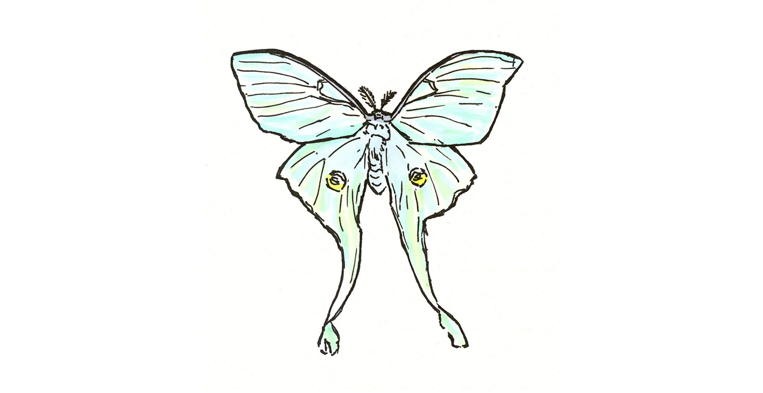 actias_luna.jpg