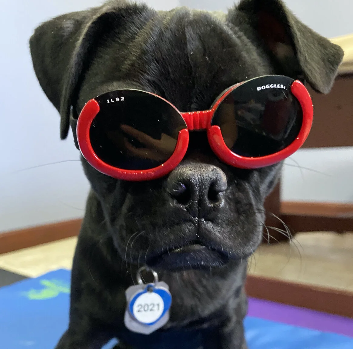 Benny wearing his protective Doggles for laser treatment!