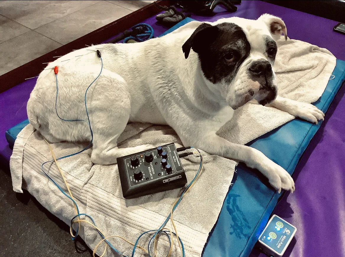 Ella receiving Electro Acupuncture.