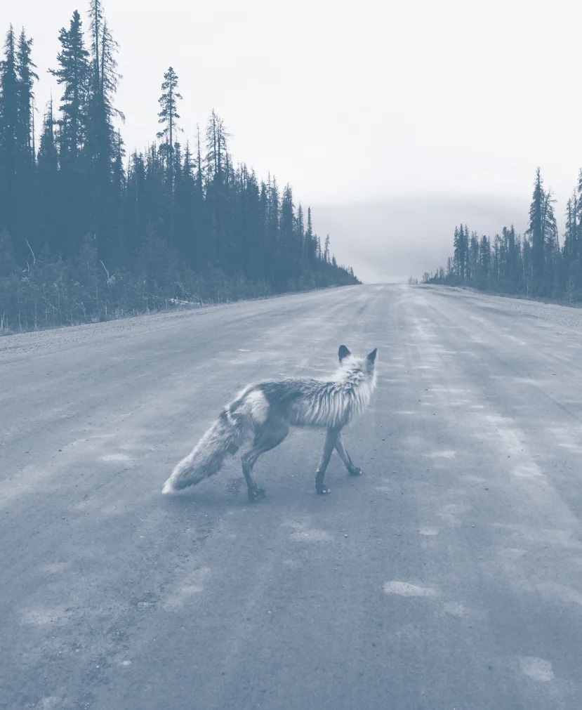fox.jpg