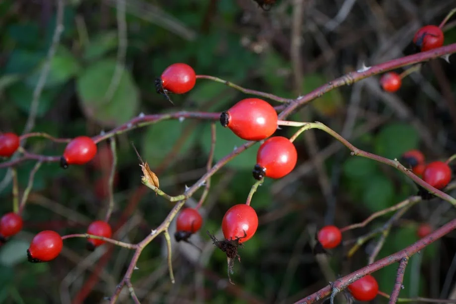 Rosehip Syrup Making Workshop