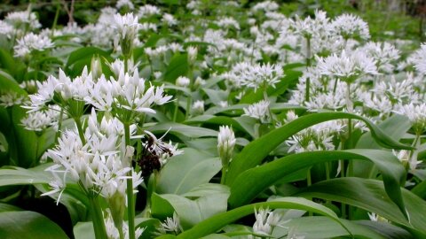 Wild Garlic Forest Farm Peace Garden Wild Garlic Forest Farm Peace Garden