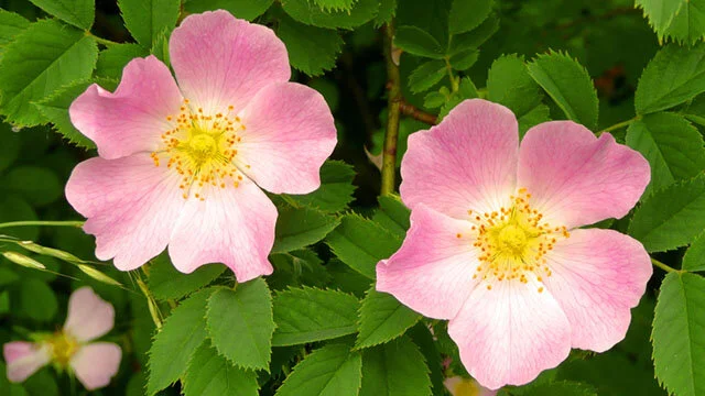 50 Dog Rose Bush Seeds – Rosa Canina, Edible Red Berries, Pink Flowers, Easy Grow, CZ Grain