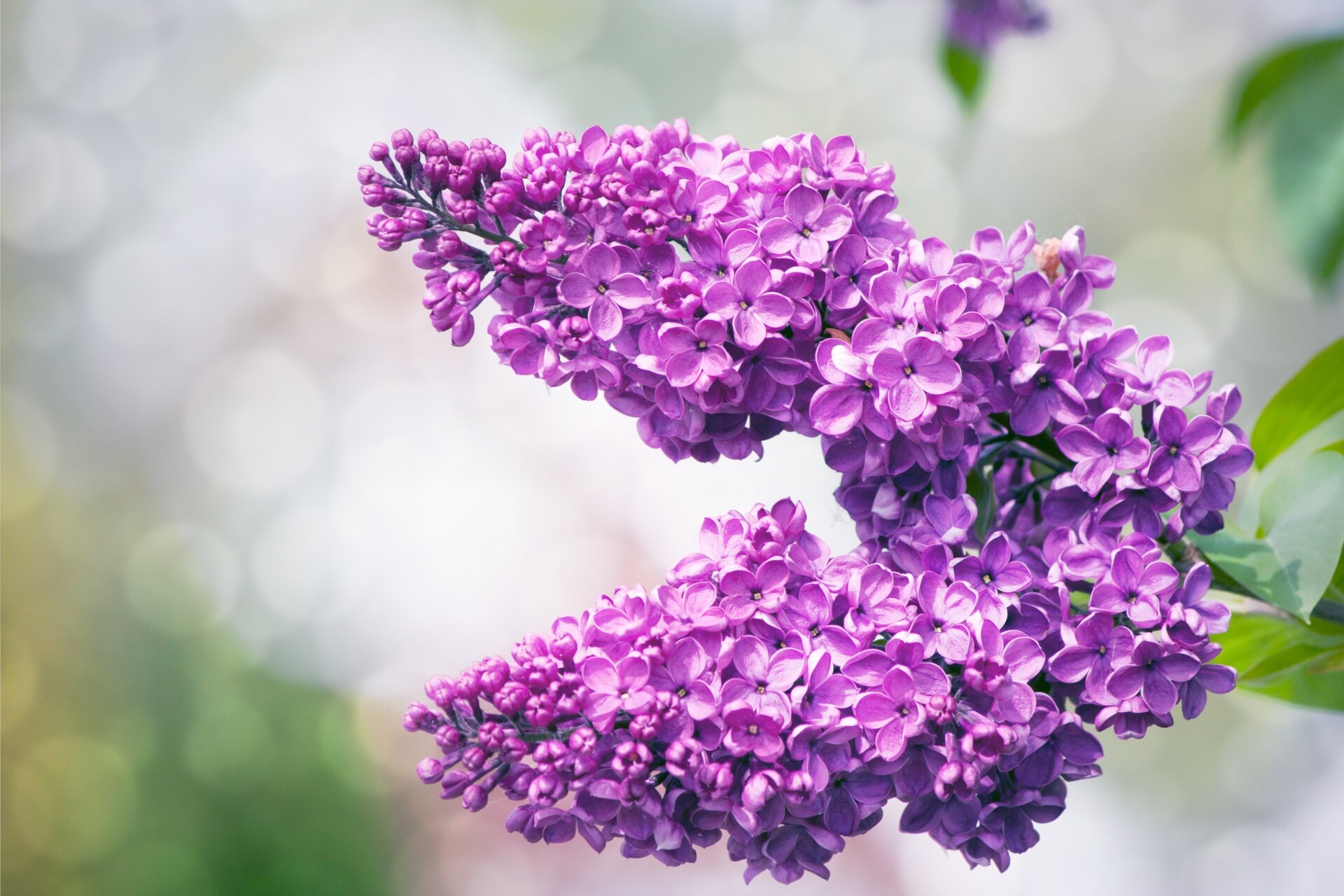 Lilac — Forest Peace Farm Garden
