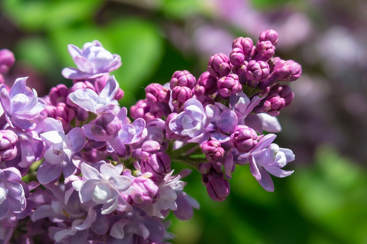 Lilac — Forest Farm Peace Garden