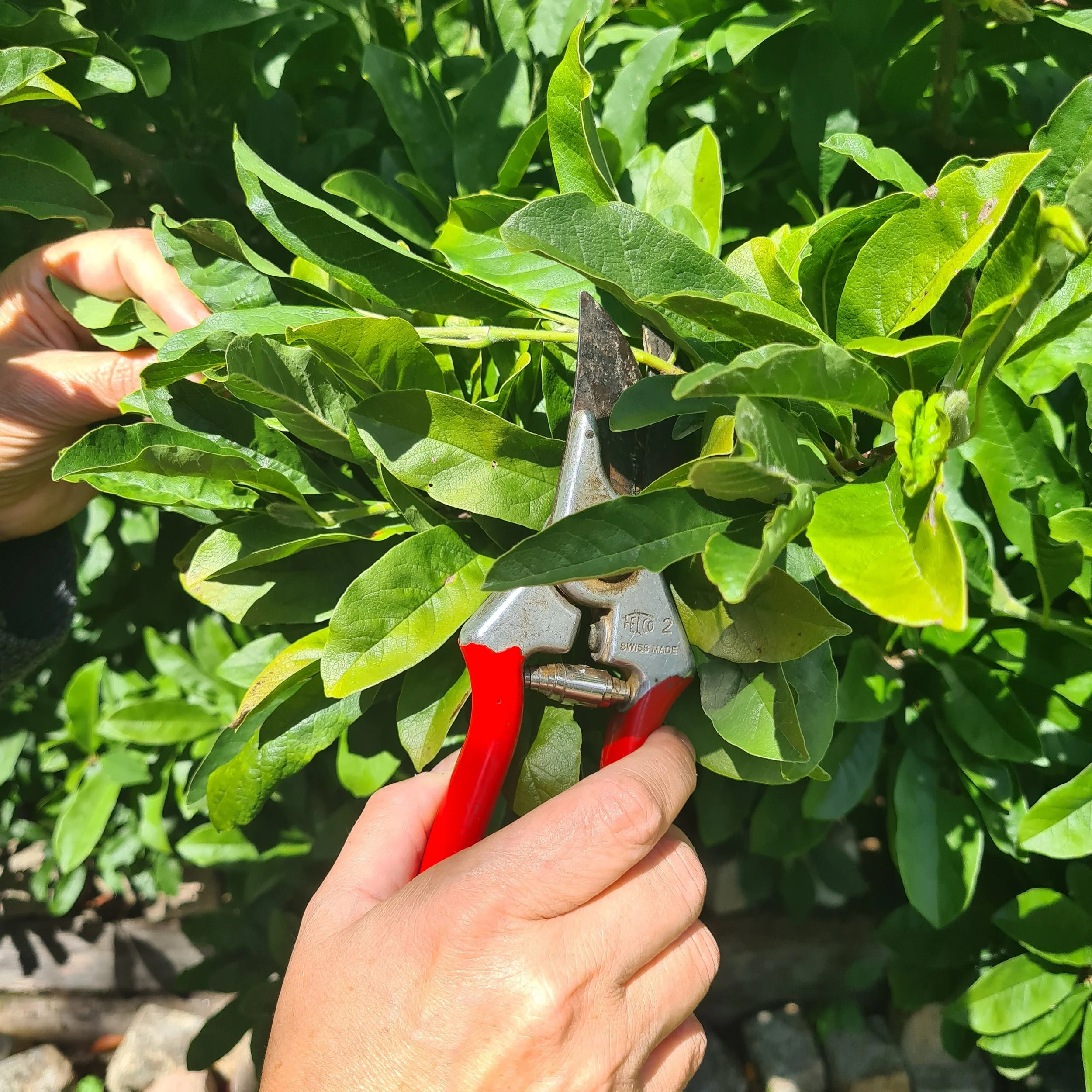 Fruit growing and pruning workshop