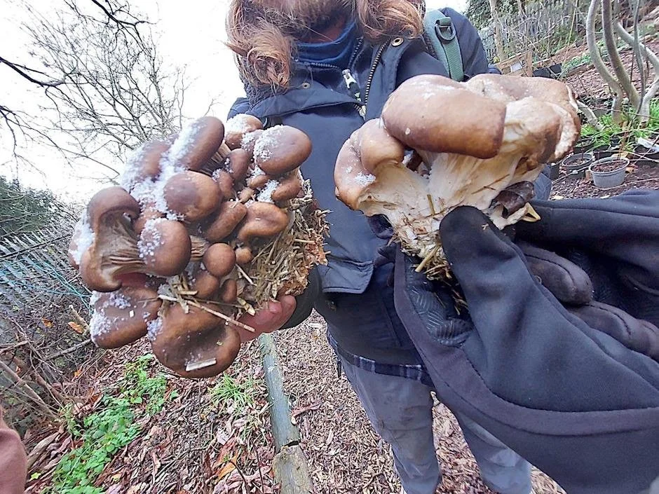 Fungi Cultivation Community Workshop