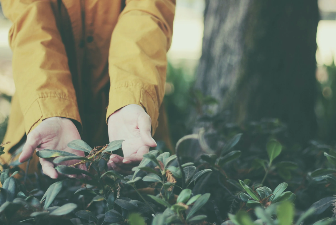 Herbal First Aid Walk