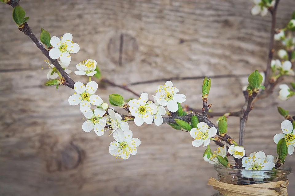 Cherry Blossoms.jpg