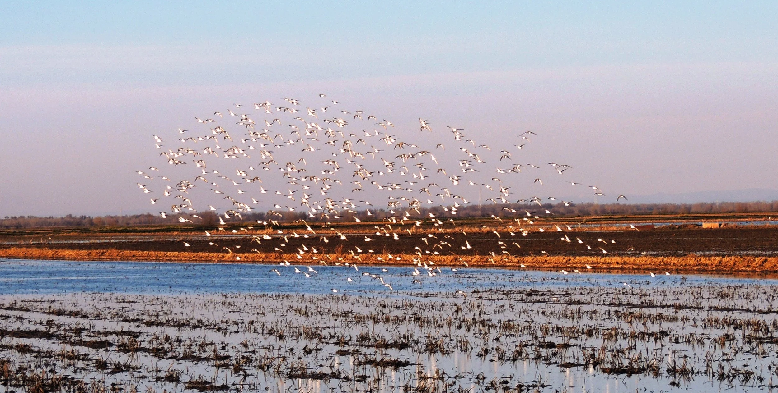 birds.jpg