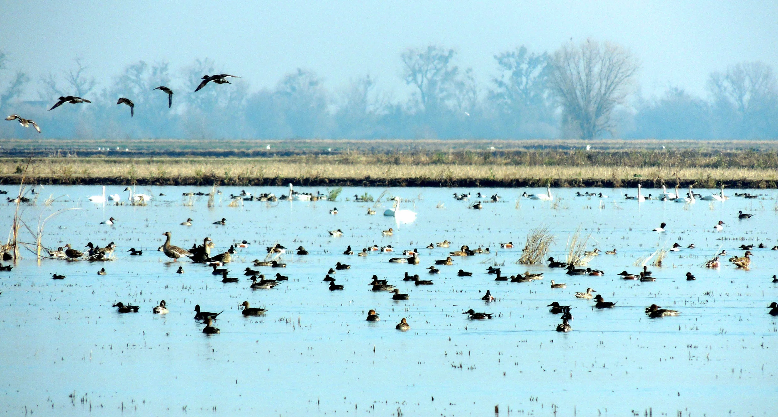 Ducks copy.jpg