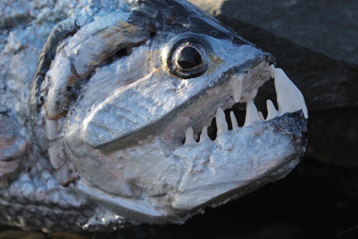 Here&rsquo;s a toothy Payara I made a couple of winters back for @ecuador_fly_fishing_tours ✨ This piece was featured in my American Angler magazine article ☺️ #driftwoodart #driftwoodartist #fishart #payara #flyfishing #customart #handmade #handcraf